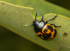 Labidomera clivicollis