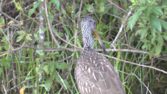 Aramus guarauna