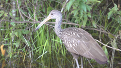 Aramus guarauna