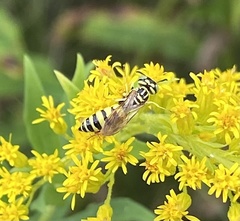 Philanthus multimaculatus