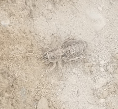 Cyphoderris