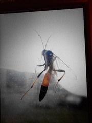 Therion circumflexum