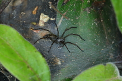 Aglaoctenus lagotis