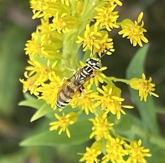 Philanthus multimaculatus