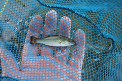 Micropterus dolomieu