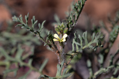 Carrichtera annua