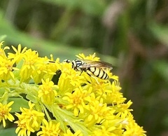 Philanthus multimaculatus