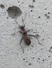 Alydus