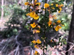 Pultenaea scabra