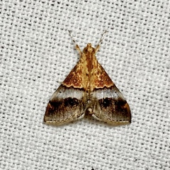Tetracona amathealis