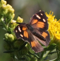 Libytheana carinenta