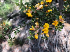 Pultenaea scabra