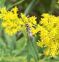Philanthus multimaculatus