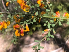Pultenaea scabra