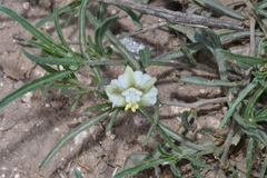 Chamaesaracha coronopus