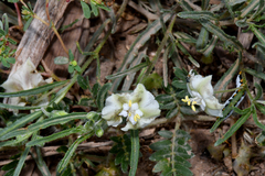 Chamaesaracha coronopus