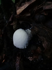 Lycoperdon perlatum