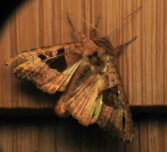 Phlogophora periculosa