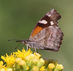 Libytheana carinenta