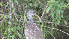 Aramus guarauna
