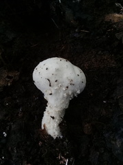 Lycoperdon perlatum