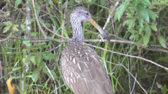 Aramus guarauna
