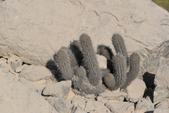Loxanthocereus acanthurus