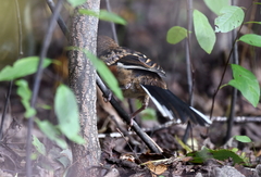 Pipilo erythrophthalmus