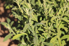 Pterocaulon sphacelatum