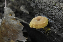 Pholiota granulosa