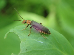 Cantharis