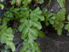 Pteris ensiformis