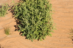 Pterocaulon sphacelatum