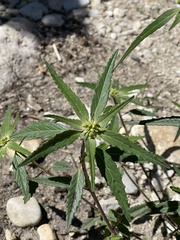 Euphorbia davidii