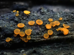 Orbilia xanthostigma