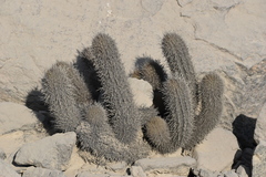Loxanthocereus acanthurus