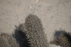 Loxanthocereus acanthurus
