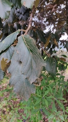 Quercus crassifolia