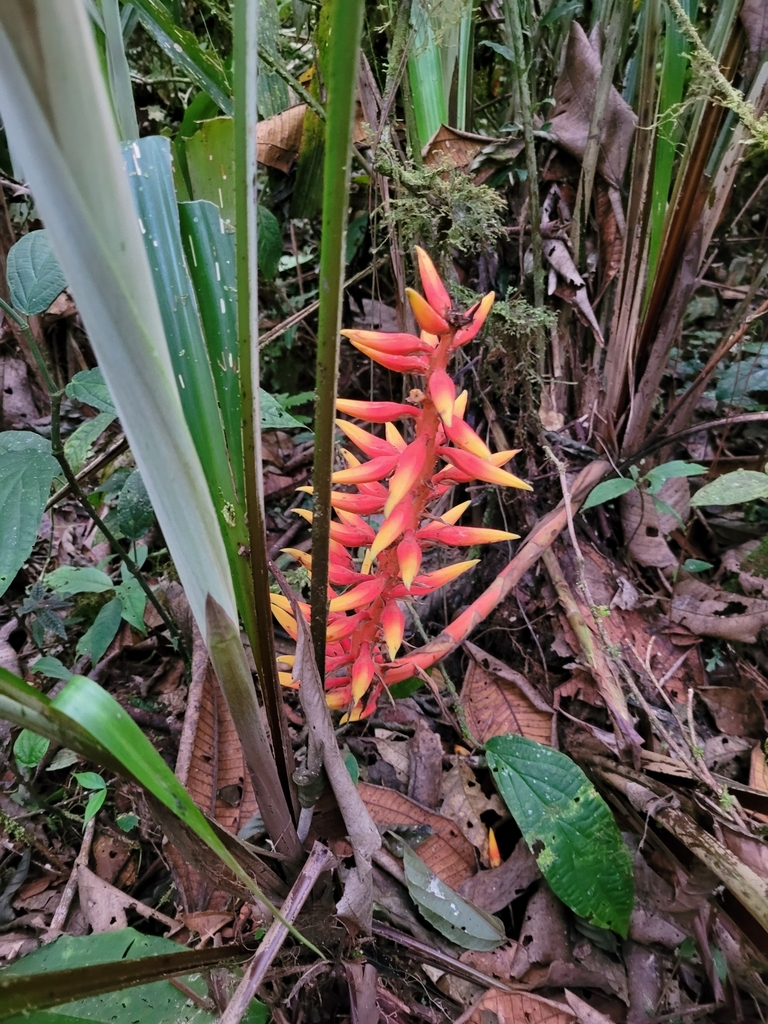 Pitcairnia elvirae