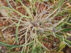 Bupleurum semicompositum