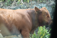 Bos taurus