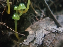 Gliophorus psittacinus