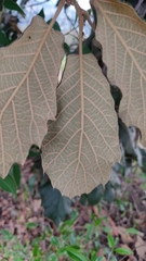 Quercus crassifolia