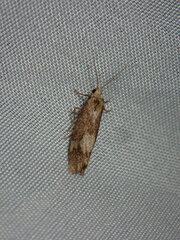 Spodoptera exigua