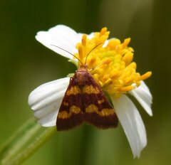 Pyrausta tyralis