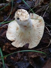 Russula