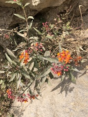 Asclepias curassavica