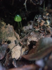 Gliophorus psittacinus