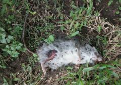 Rattus rattus