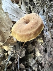 Pholiota granulosa